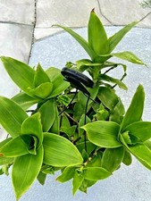 Basket plant russia for sale  Houston