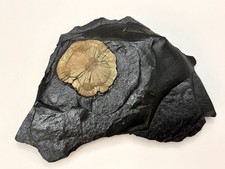 Pyrite sun slate for sale  Gibsonville