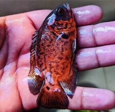 Astronotus ocellatus red for sale  LONDON