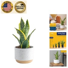 Elegant inch sansevieria for sale  Sunrise Beach