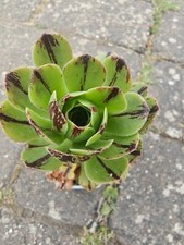 Aeonium chanel garnet for sale  DARTFORD