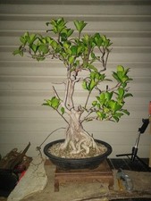 Ficus bonsai tree for sale  Strasburg