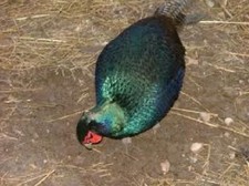Java green melanistic for sale  BROMSGROVE