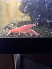 Live pink sakura for sale  Platte City