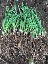 Organics garlic chives for sale  El Monte