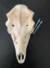 Schädel damhirsch abwurfstang gebraucht kaufen  Coesfeld