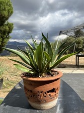 Rare variegated smooth for sale  Squaw Valley