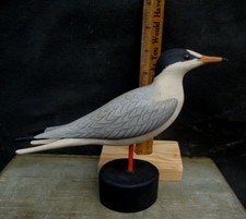 Wonderful tern shorebird for sale  Ocracoke