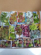 Rockery garden plant for sale  LONDON