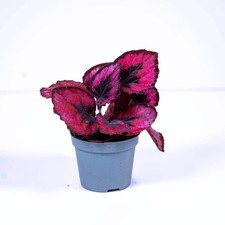 Begonia rex red for sale Begonia rex red for sale  BRISTOL