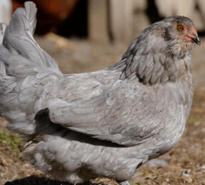 Best hatching eggs for sale  Nampa