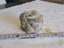 Fossile.huitre.bivalve..callov d'occasion  Sainte-Maxime