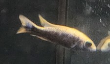 Male german strain for sale  Minneapolis