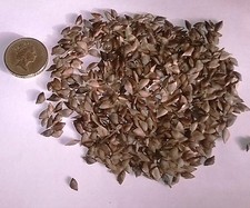 Douglas fir pseudotsuga for sale  PRESTON