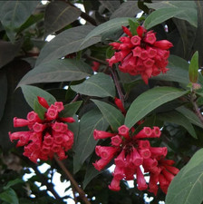 2newellii red jasmine for sale  Hudson