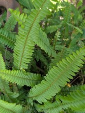 Large boston fern for sale  Punta Gorda