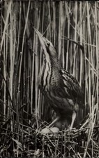 Rohrdommel vogelnest eier gebraucht kaufen  Berlin