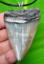 Mako shark tooth for sale  Bradenton