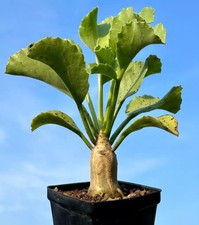 3.6cm rare plant for sale  Shipping to United Kingdom