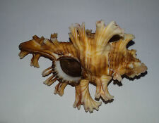Conchiglia shell murex usato Conchiglia shell murex usato  Piombino