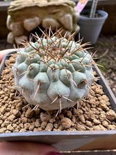 Copiapoa columna alba. usato  Valdastico
