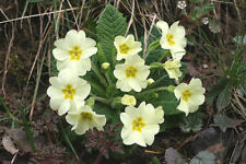 Wild primrose seeds for sale  STRABANE
