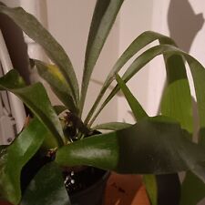 Staghorn fern plant for sale  Bloomfield