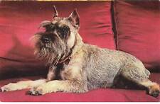 Chiens al00568 schnauzer d'occasion  France