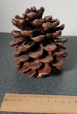 Dekoration großer pinienkernz gebraucht kaufen  Leer (Ostfriesland)