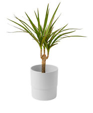 18in. live dracena for sale  Greenbelt