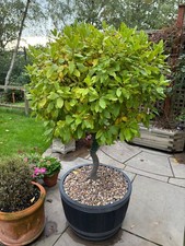 Large potted twisted for sale Large potted twisted for sale  HOLMFIRTH
