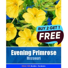 Evening primrose missouri for sale Evening primrose missouri for sale  MANSFIELD