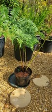 Black tree fern for sale  HUNTINGDON