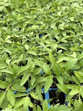 Lot cherokee purple for sale  Monongahela