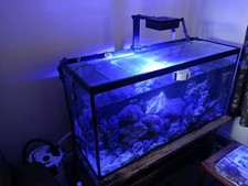 Full marine fish for sale  LETCHWORTH GARDEN CITY