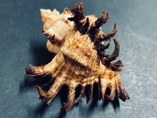 Murex chicoreus cornucervi for sale  Shipping to Ireland