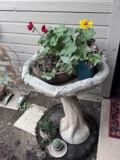 Spring coming bird for sale  Clovis