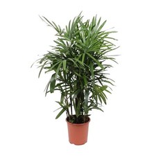 Palmier rhapis excelsa d'occasion  Expédié en France