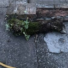 Moss ivy log for sale  NEWARK