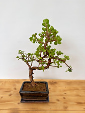 Zimmerbonsai bonsai jadebaum gebraucht kaufen  Böhl-Iggelheim