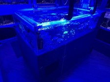 Marine fish coral for sale Marine fish coral for sale  MILTON KEYNES
