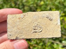 Taxocrinus fossil crinoid for sale  Coppell