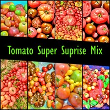 Super surprise tomato for sale  Idaho Falls