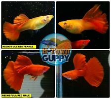 Trio live aquarium for sale  Katy