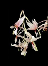 Paphinopea ivan portilla for sale  Daly City