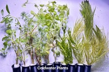 Live aquarium aquatic for sale  ACHARACLE