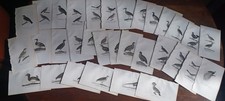 Lot gravures oiseaux.buffon.fi d'occasion  France
