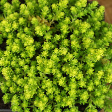 Scharfer mauerpfeffer sedum gebraucht kaufen  Mönchengladbach