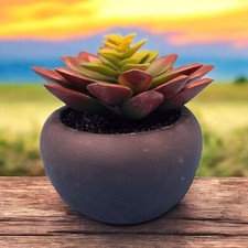 Faux succulent plant for sale  Tempe