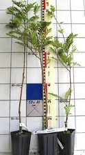 Sorbus hybrida joseph gebraucht kaufen  Bad Bergzabern